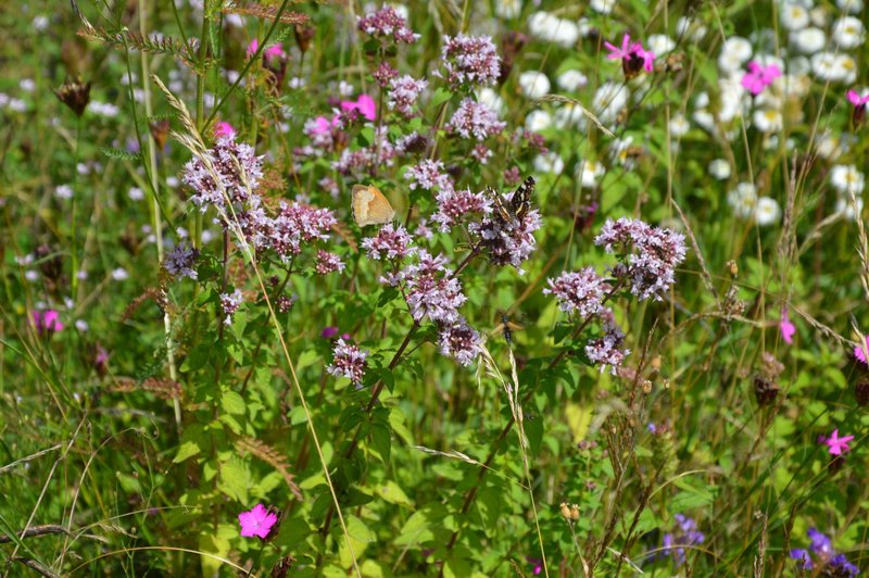 Sparmöglichkeiten bei weniger versiegelter fläche. Magerwiese, Magerrasen