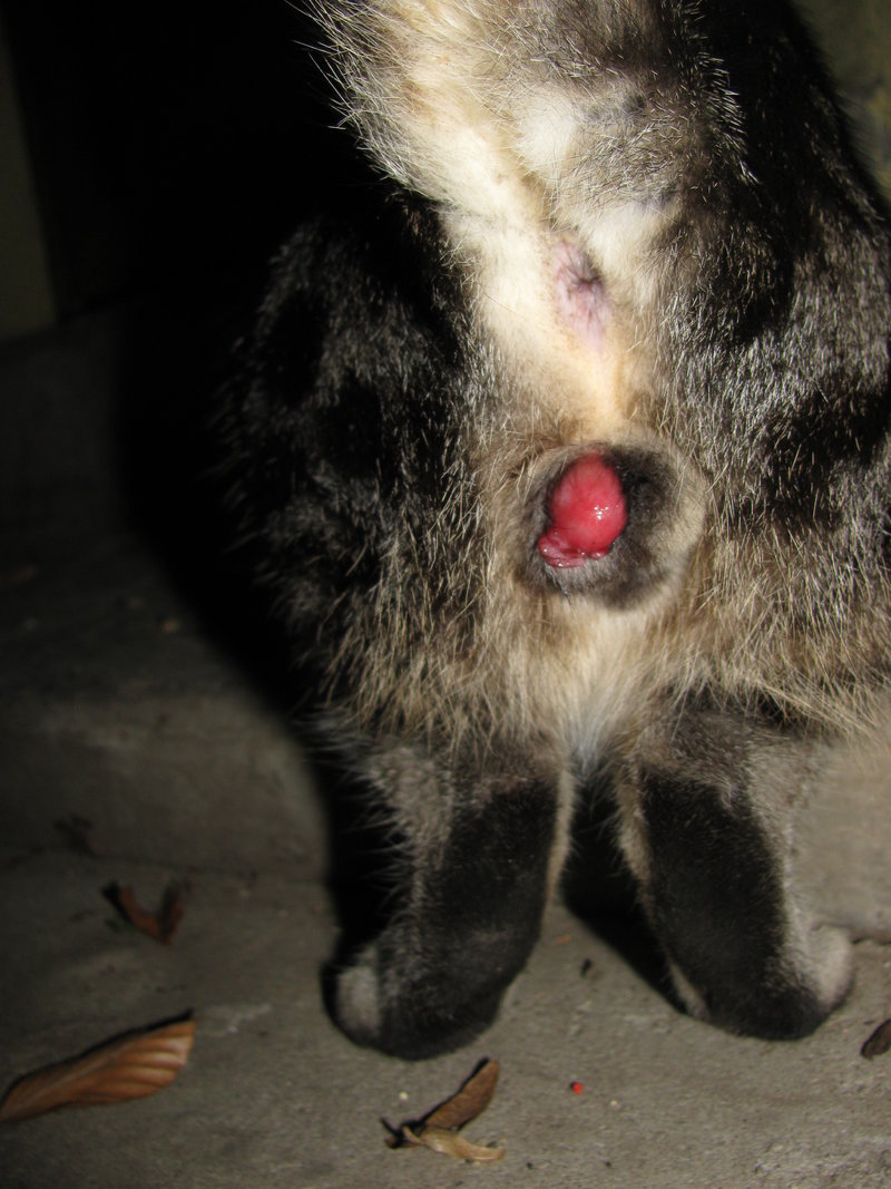 Daher empfehlen befürworter der frühkastration, den operativen eingriff bei katzen mit vier monaten und bei katern im alter von fünf bis zehn monaten . Flohmittel fÃ¼r die Katz - Pudelforum.de