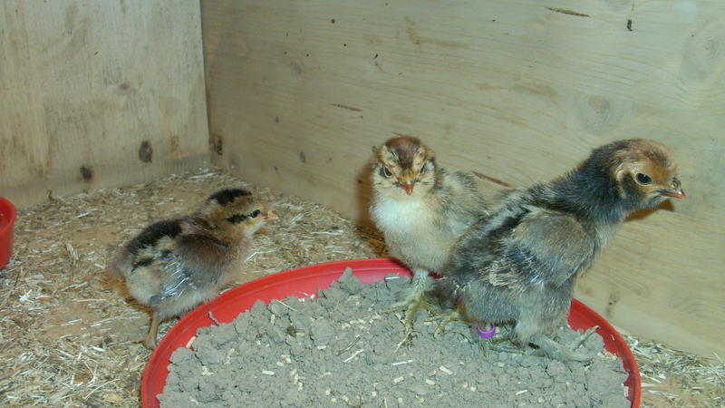 Seltene Huhnerrasse Pawlowskaja