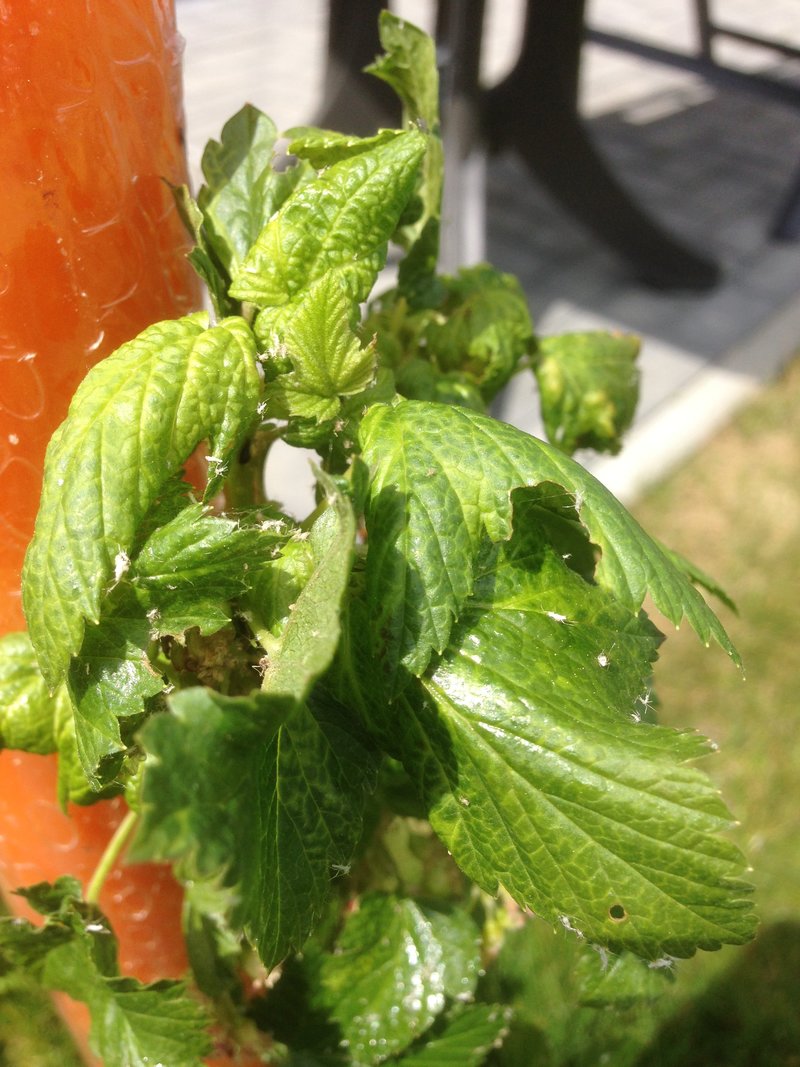 Mein schöner garten ist die gartenzeitschrift für alle, die gärten und blumen lieben. Krankheit Schwarze Johannisbeere - Mein schÃ¶ner Garten Forum