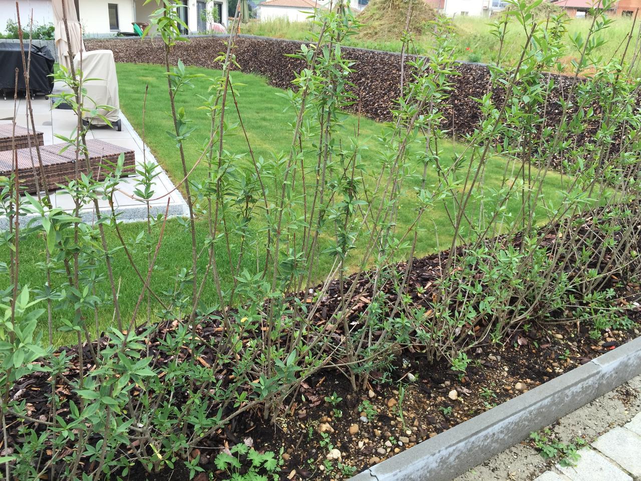 16+ Great Ligusterhecke Schneiden Wann / BlÃ¼hende Heckenpflanzen: diese 18 Sorten bringen Farbe in / Wenn sie liguster als formschnittgehölz schneiden wollen, ist das am besten zwischen april und mitte august möglich.