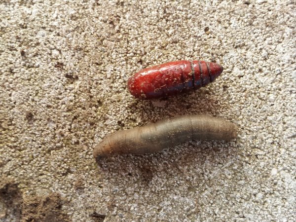 Der mon chéri cherry club. Larven im Rasen vs. Rose? - Mein schÃ¶ner Garten Forum