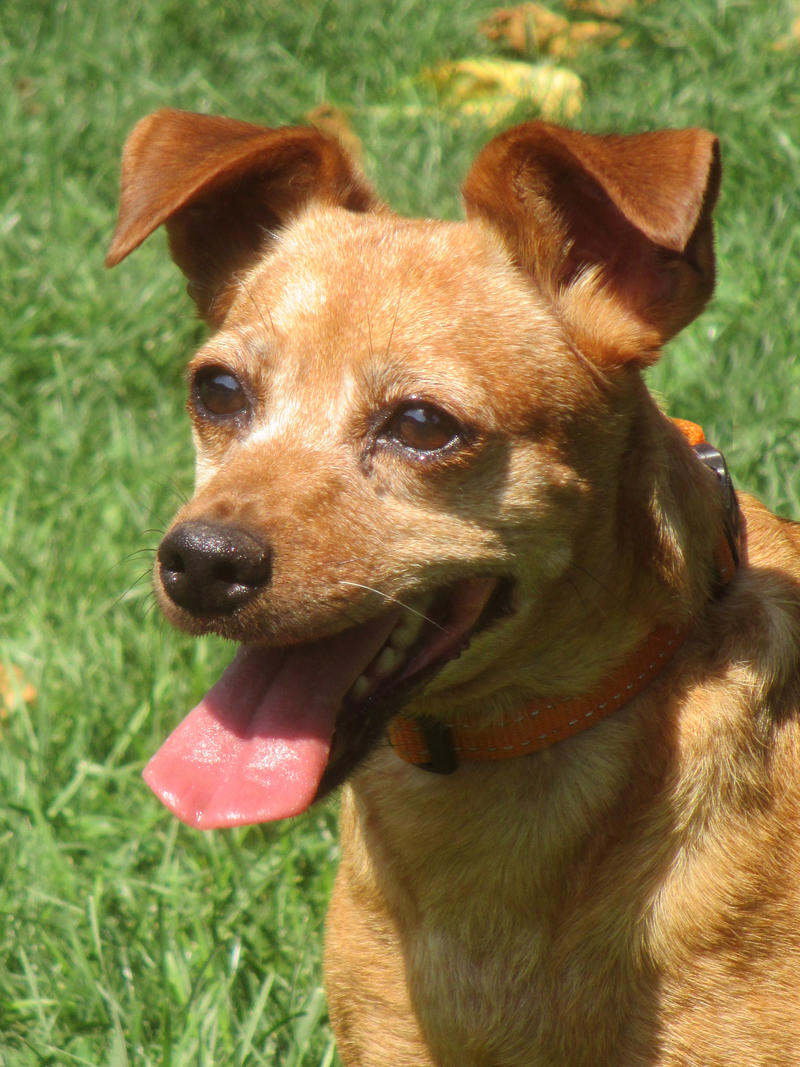 Dienstleistungen rund ums zuhause für senioren und berufstätige in hannover. Tierheim aixopluc: TINA, 11 Jahre, Zwergpinscher-Mix