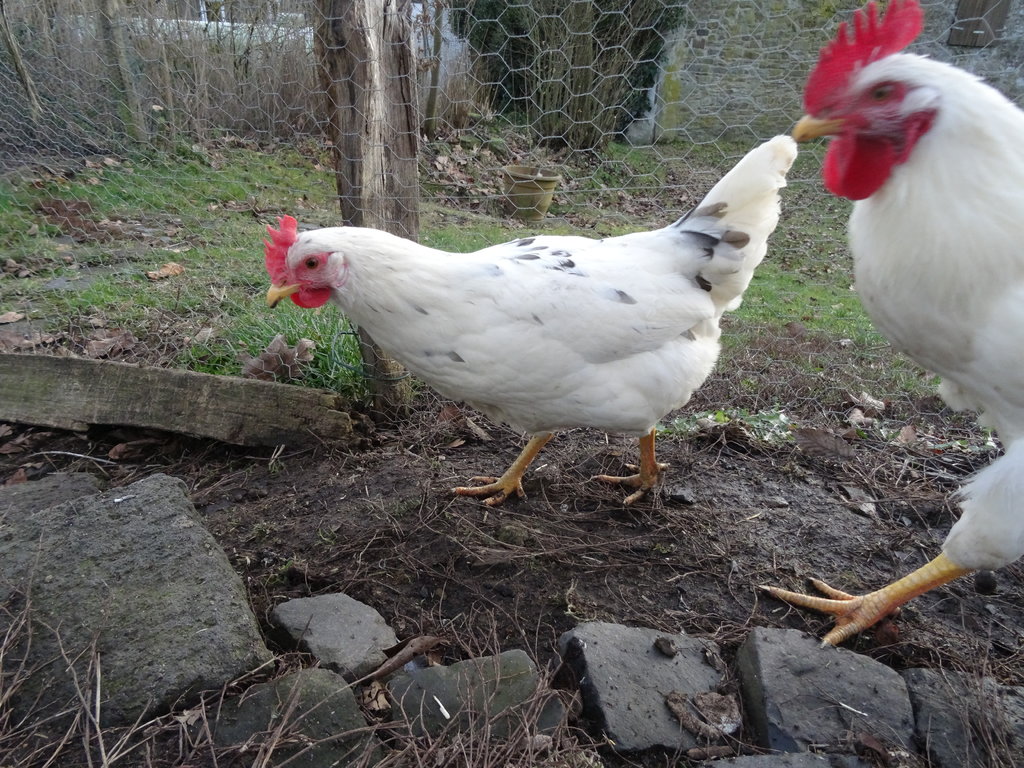 Schijndelaar Huhn - Huehner Info De Forum