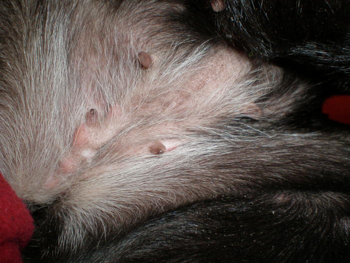 31+ Inspirational Schuppen Beim Pferd : Fellwechsel - das Pferdefell im FrÃ¼hjahr / Je nach rasse verdicken pferde ihre haut zu isolationszwecken im winter.