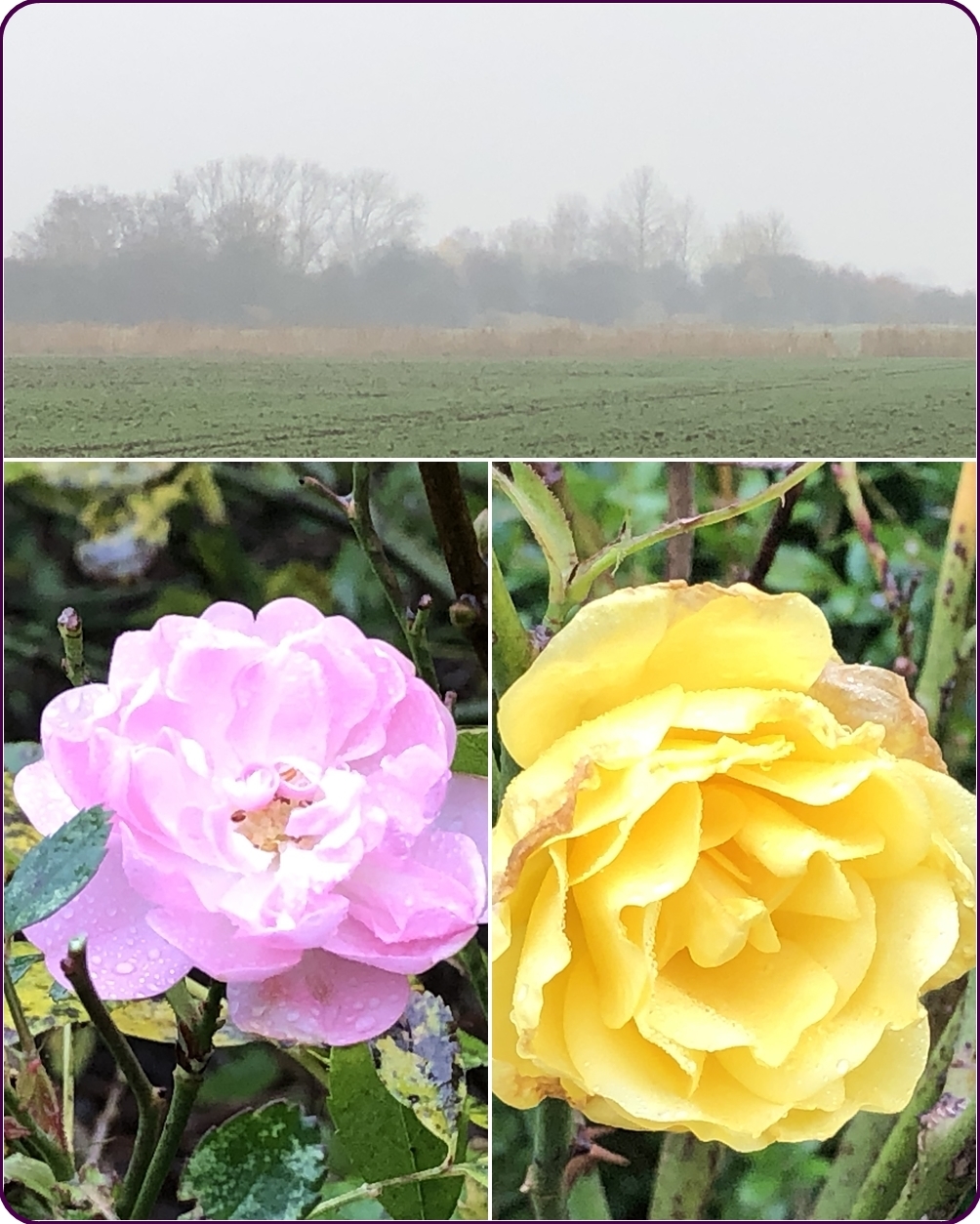 Im umgang mit der königin der blumen kann man eine menge fehler machen und die pflanze . Treffpunkt GrÃ¼n *759* - Page 3 - Mein schÃ¶ner Garten Forum