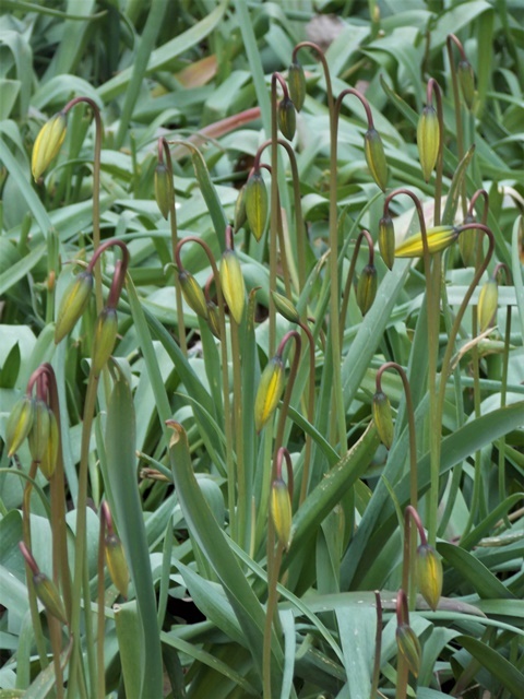 Ich habe allerdings noch einen beitrag aus 2011 gefunden, in dem die form von pflanze und frucht beschrieben wird. Tulpen