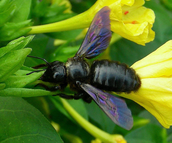 33+ Inspirational Hornissen Im Garten - ObstbÃ¤ume -Obstbaumarten : Von august bis mitte september ist hornissenzeit.