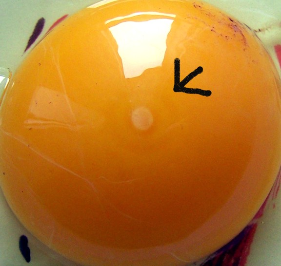 Wie früh kann man das kindliche geschlecht bestimmen? Erkennt man sofort ein befruchtetes Ei