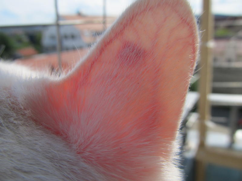 Ursachen und behandlung des hämatoms nach einem operativen eingriff: Rico hat nen setlsamen Fleck am Ohr - Tierhilfe Miezekatze