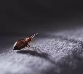 Frequently asked questions · can there be just one bed bug? Is It Possible To Only Have One Bed Bug Find Out Now Upgraded Home