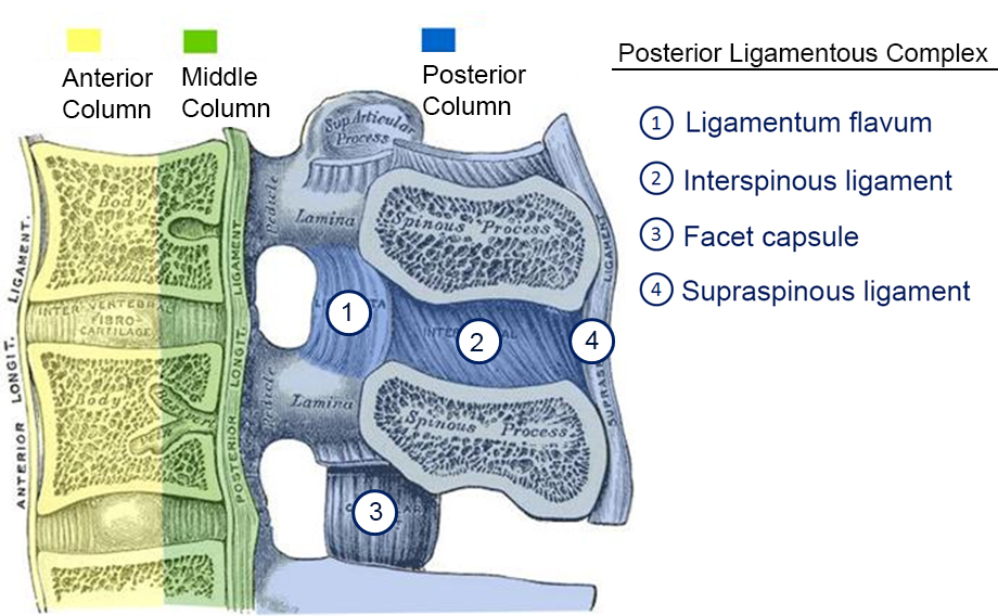As a valid tool in the investigation of spinal ligament anatomy and function. Spine Biomechanics Spine Orthobullets