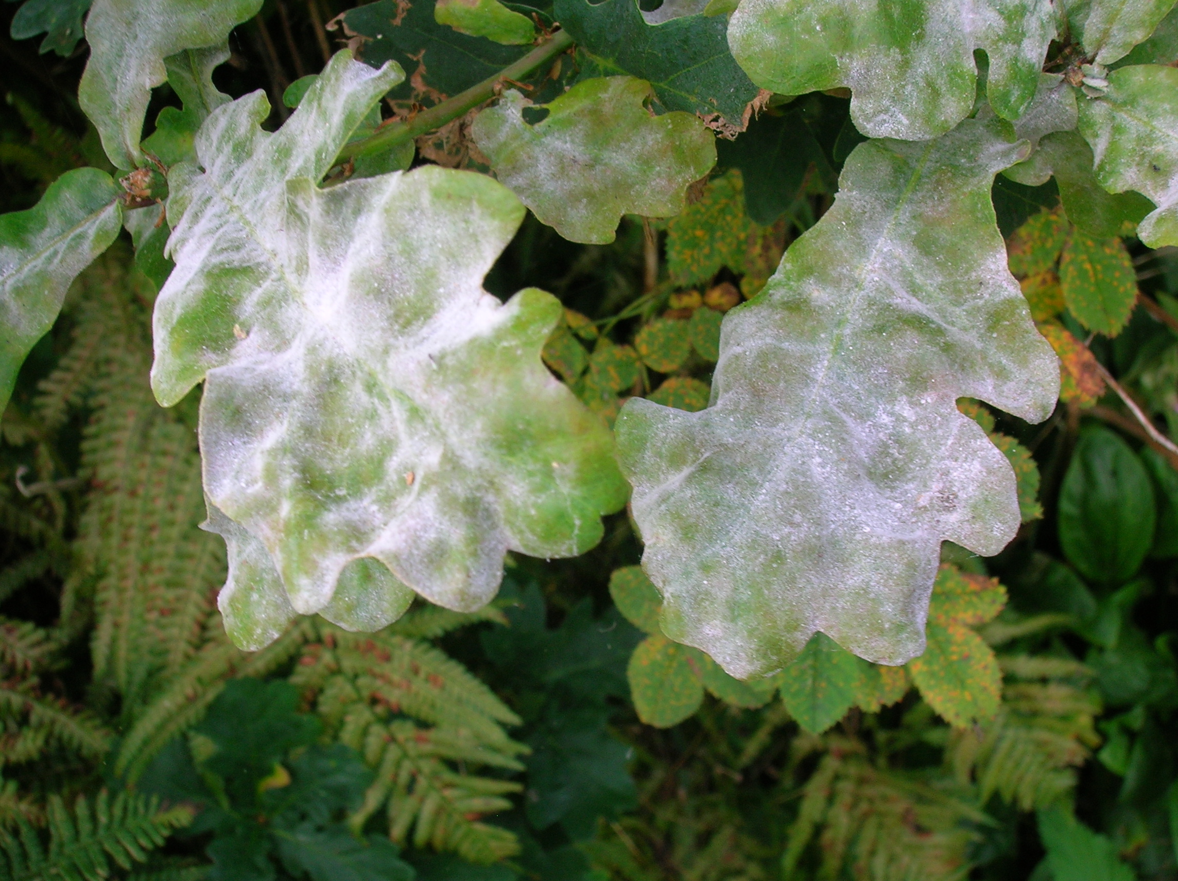 New Publication Oak Powdery Mildew Erysiphe Alphitoides induced Volatile Emissions Scale 