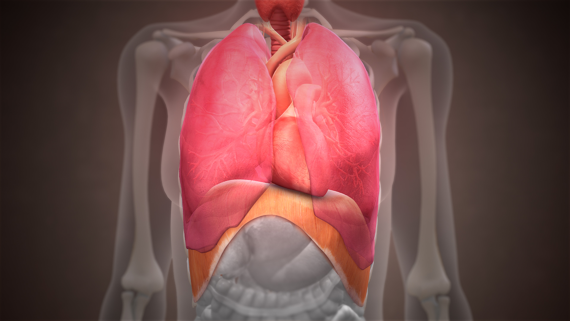 File 3d Medical Animation Diaphragm Structure Jpg Wikimedia Commons