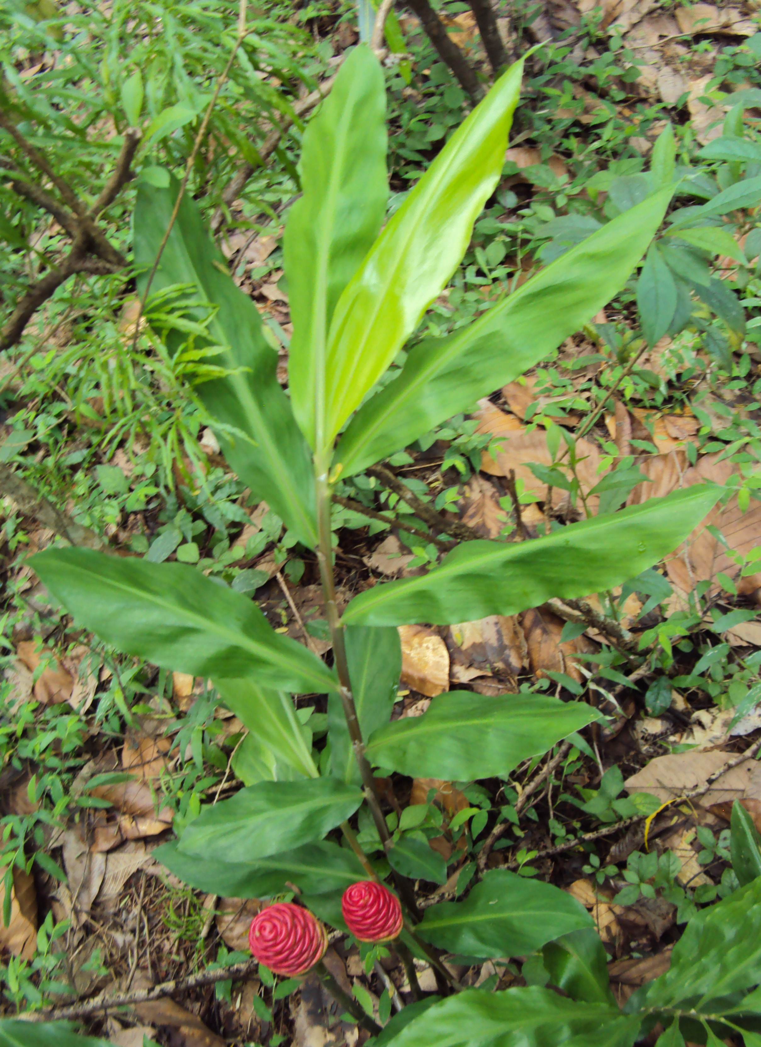 Keep the soil moist and allow the rhizome to get some indirect sunlight. Zingiber Zerumbet Wikipedia