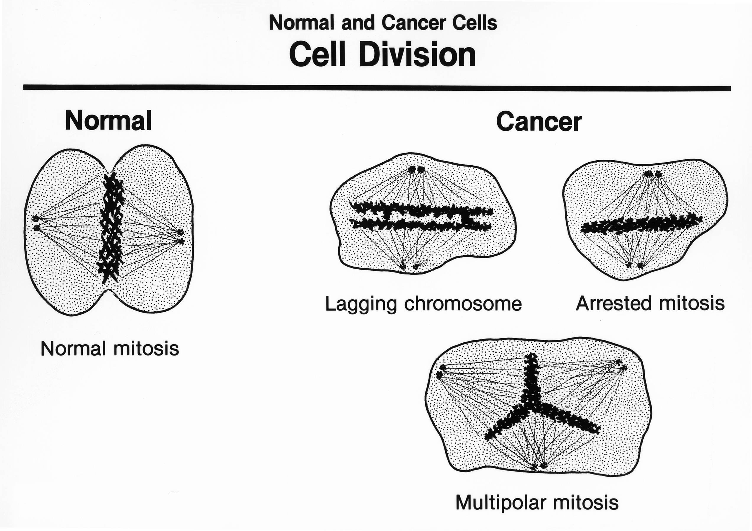 Imamoto, in encyclopedia of cell biology, 2016 'open' File Cell Division Jpg Wikimedia Commons