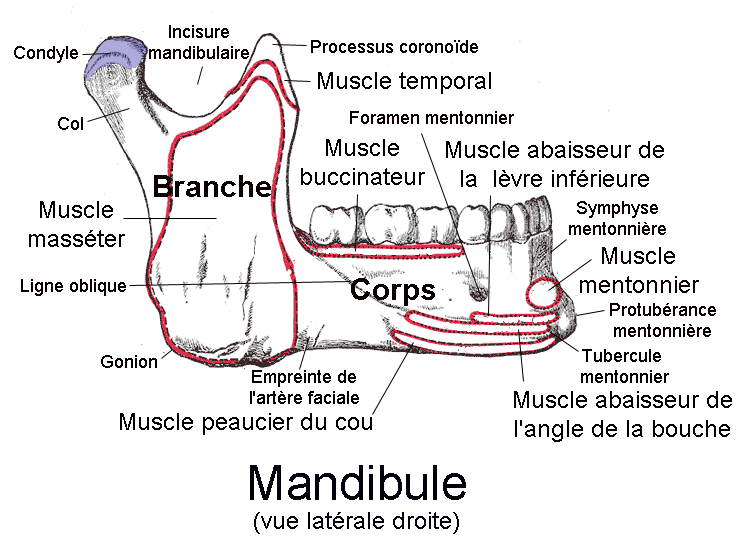 File Mandibule Png Wikimedia Commons