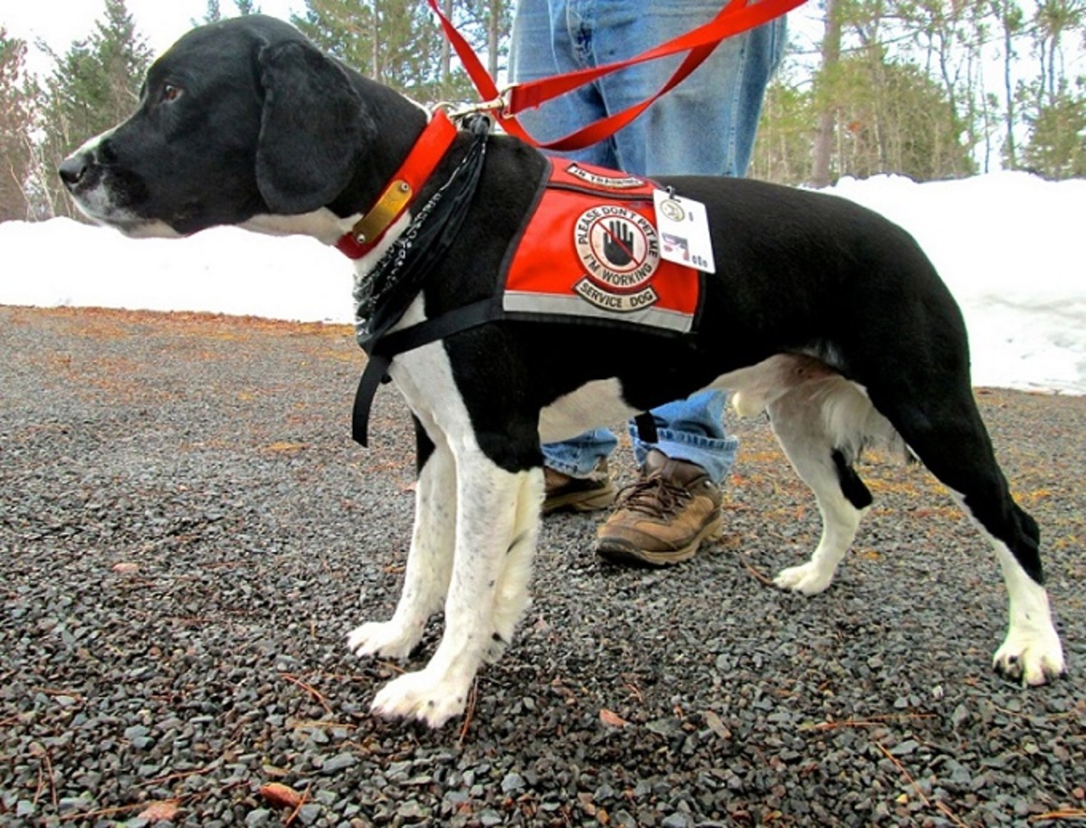 When you want to get a new pet, you have many resources, ranging from rescue groups and shelters to breeders and family and friends. Please Do Not Pet Service Dogs On Duty | HubPages