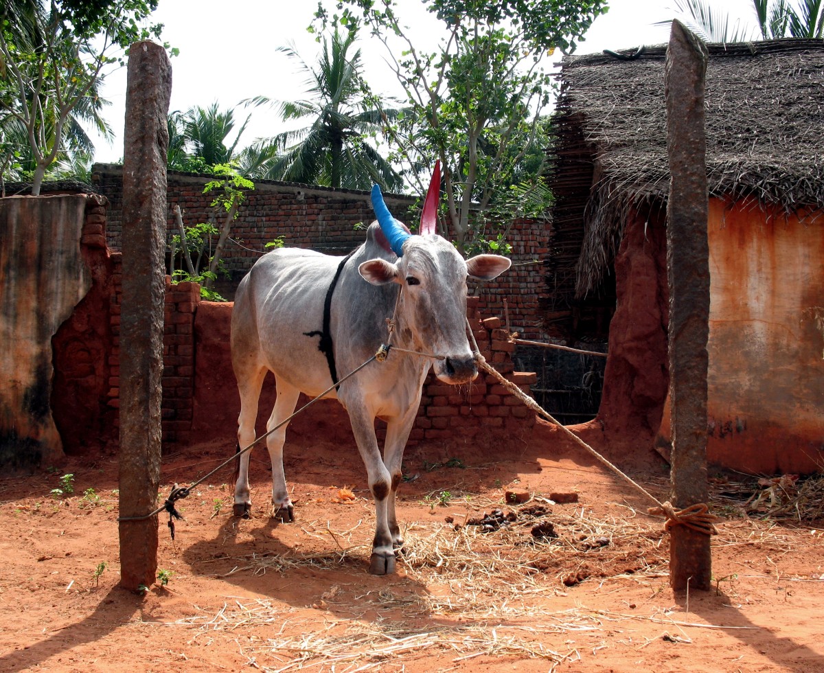 They're equally delicious as a dinnertime staple — where their indulgent. Pongal Festival - The Harvest Festival Of Tamil Nadu (2018