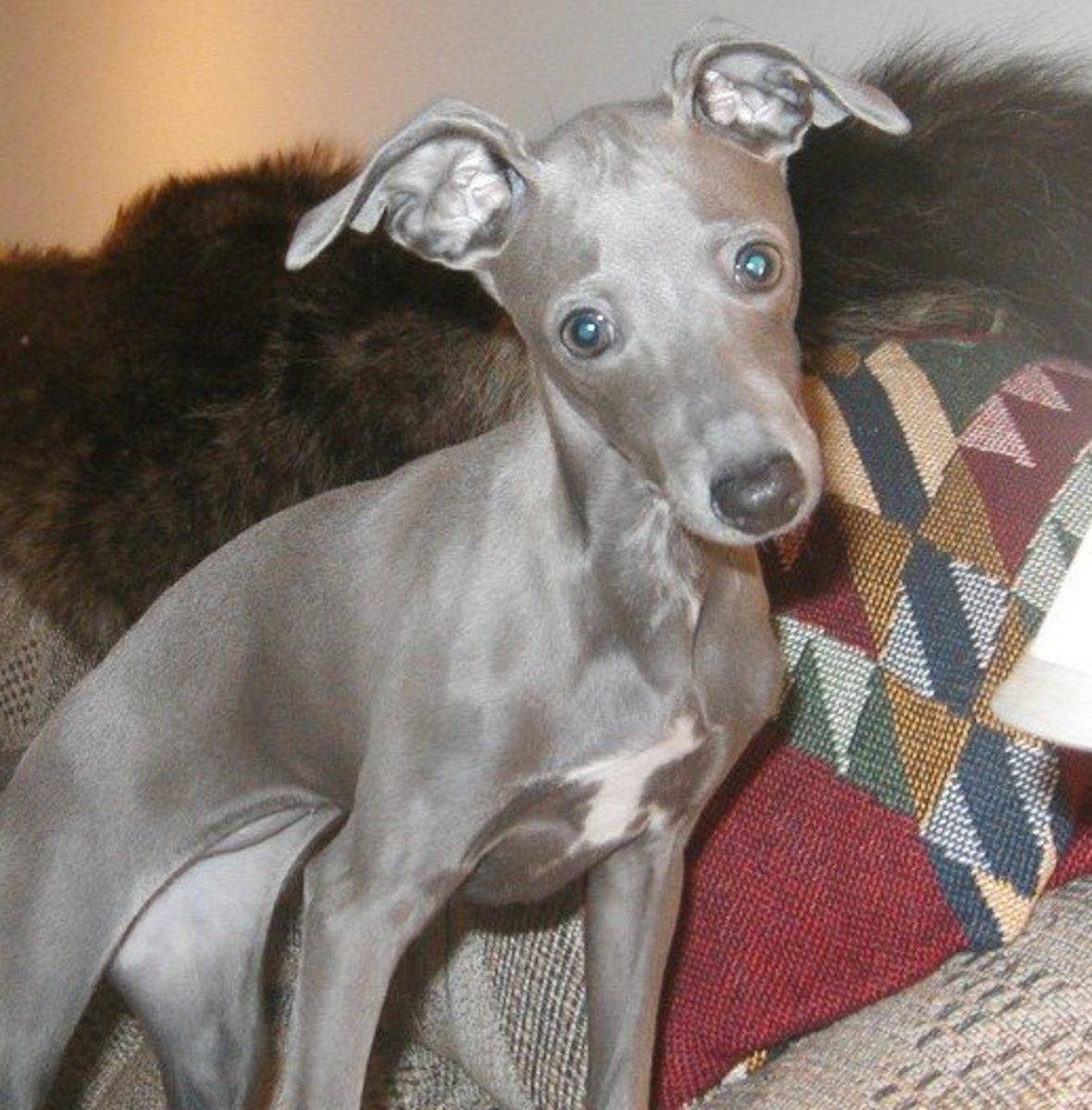 These seven countryside homes show rustic luxury at its finest. Is an Italian Greyhound the Right Dog for You? | PetHelpful