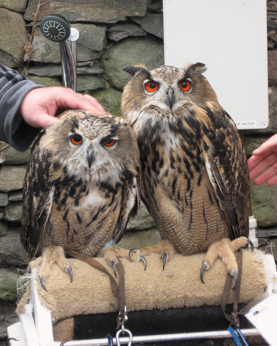 Owls are known for their big eyes, but what would you say if we told you those aren't really eyeballs? 7 Reasons Owls Make Great Pets | PetHelpful