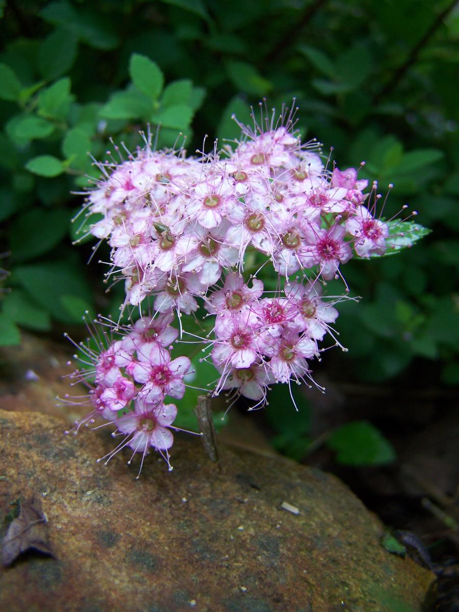 While waxing and shaving offer good solutions, sometimes their limitations can b Symptoms and Crash After Mirena IUD Removal | HubPages