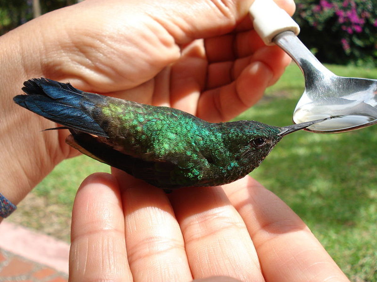 That's part of it, but it's bigger than just that. The Hummingbird Rescue Lady Of Las Vegas | HubPages