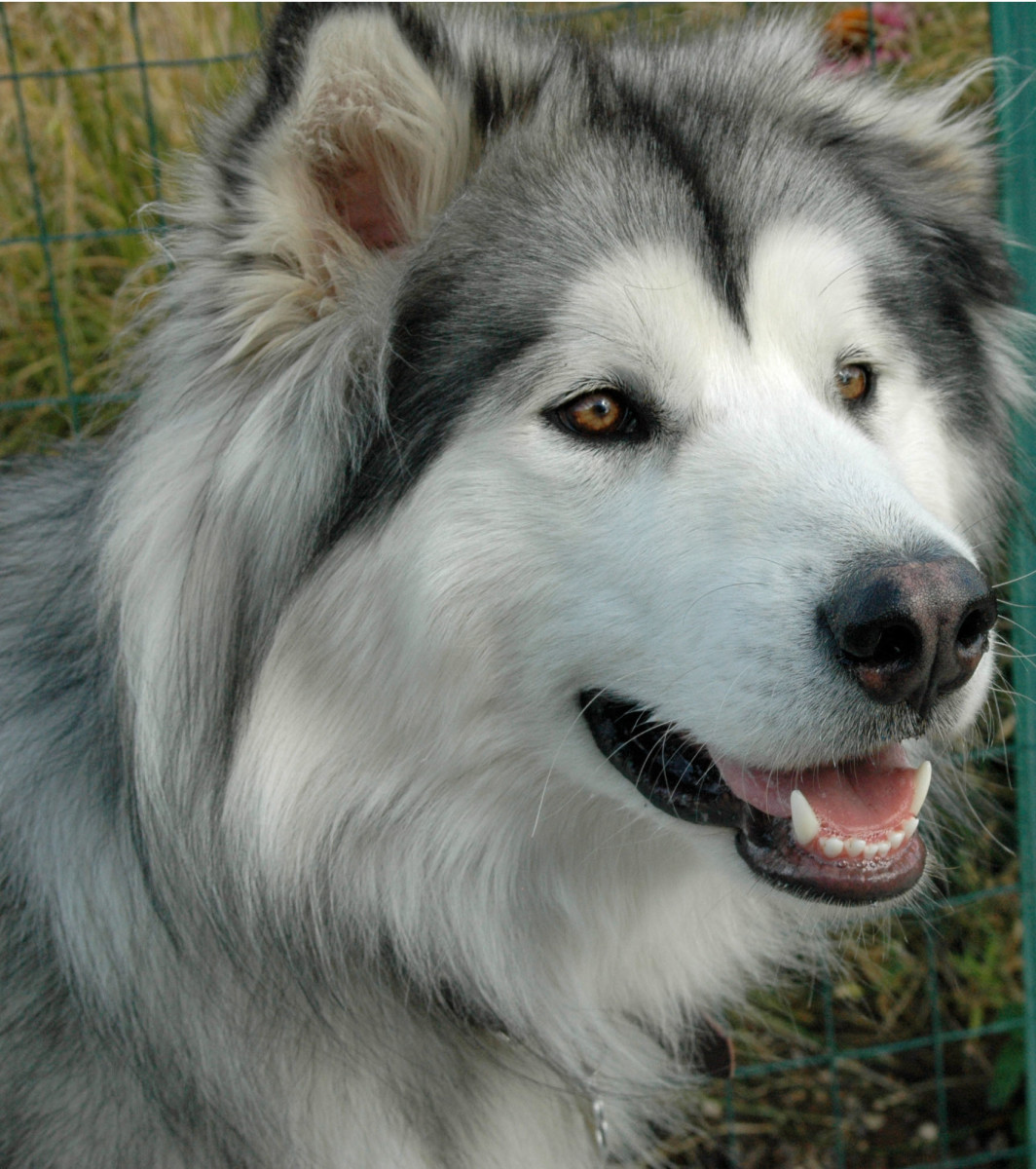 Here are facts to consider when you're wonde. How Much Should You Pay a Pet Sitter? | PetHelpful