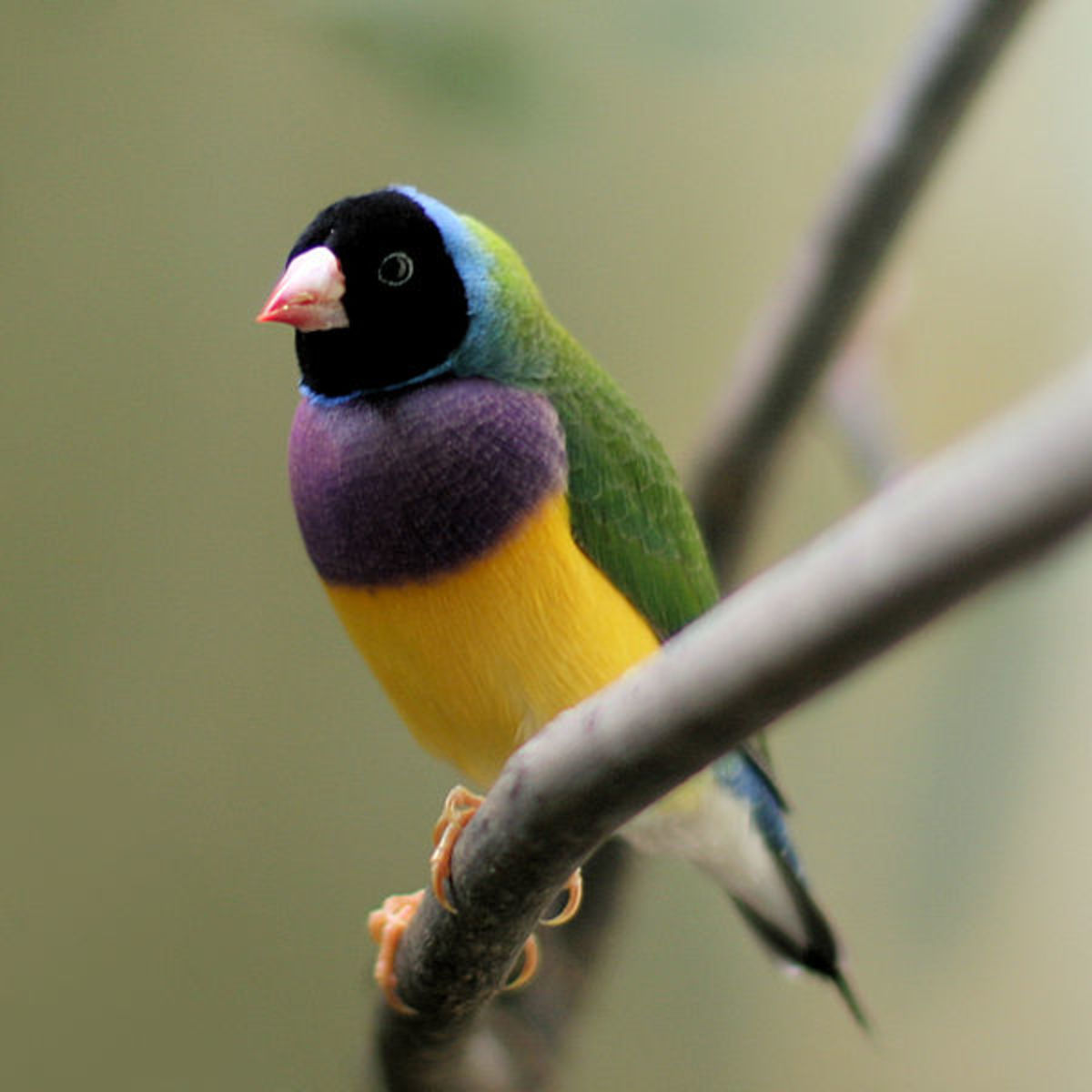 Il diamante di gould (erythrura gouldiae) è un piccolo uccello passeriforme della famiglia degli estrildidae. How to Take Care of Gouldian Finches