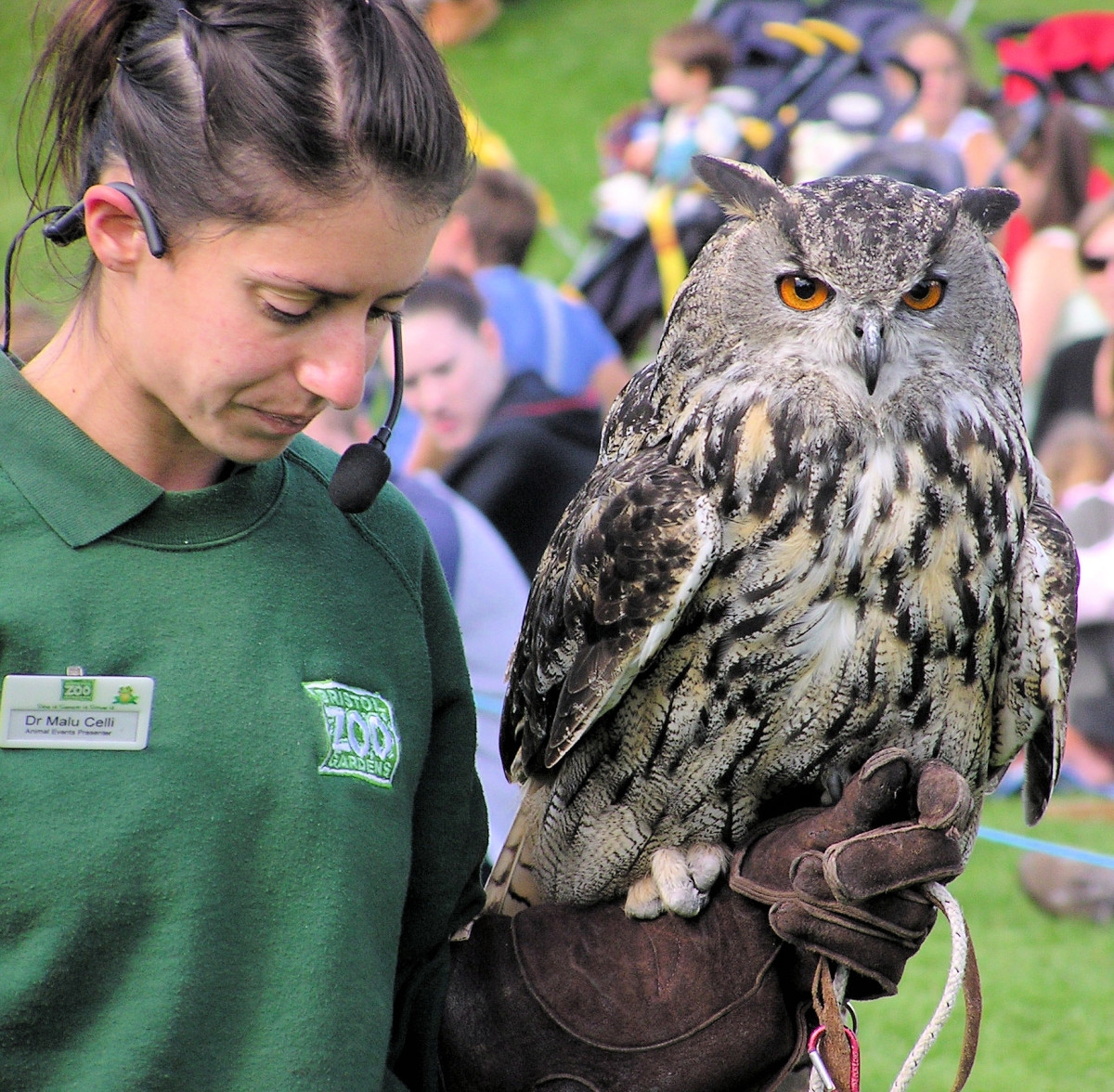 They build nests in hollow . Eurasian Eagle Owls: Information, Pictures and