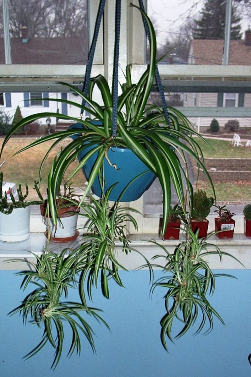 Spider plant is a common name for several plants and may refer to: How to Grow Spider Plants | Dengarden