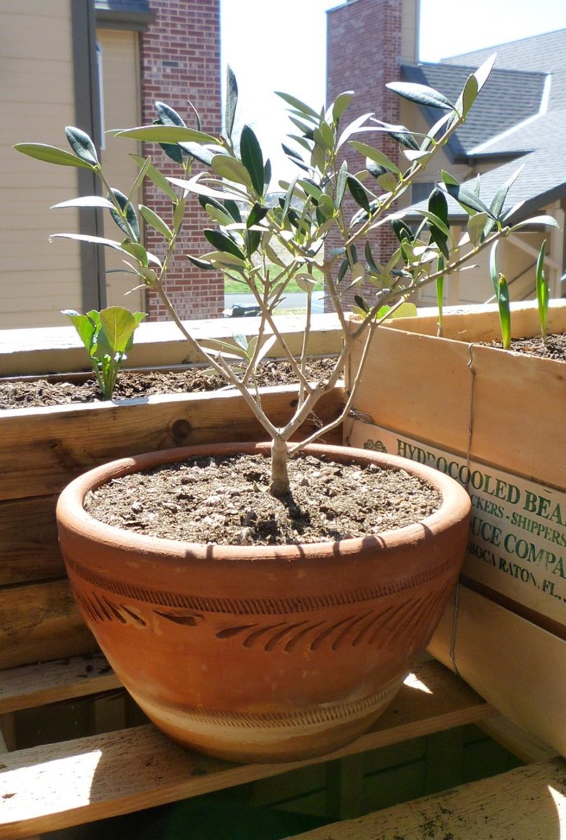 Courtesy costa farms photo by: Growing Olive Trees in Containers | Dengarden