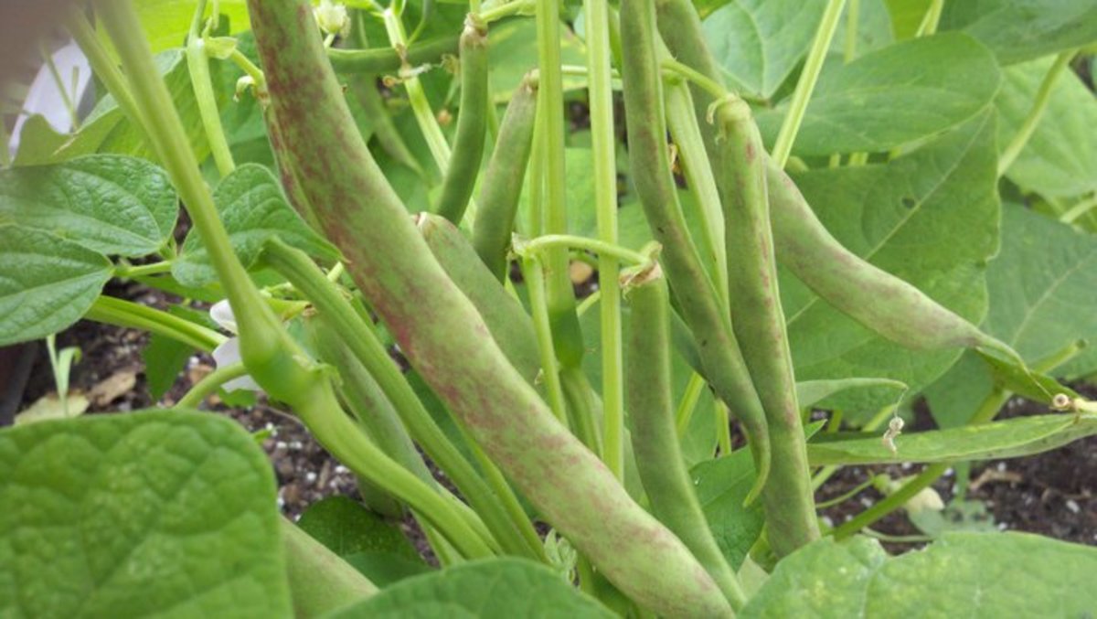 Easter refers to the holiday that commemorates the resurrection of jesus from the dead.it sounds like a good name to give a bright and loyal puppy that brings happiness and peace to your life. Five Easy Bush Bean Varieties for the Home Grower | HubPages