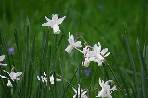 Another reason for blind bulbs is overcrowding; The Meaning Of Daffodils