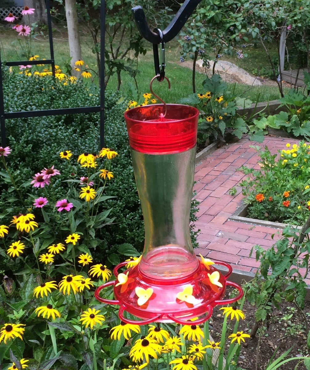 One of the feistiest hummingbird in north america. How to Attract Hummingbirds With Plants and Flowers