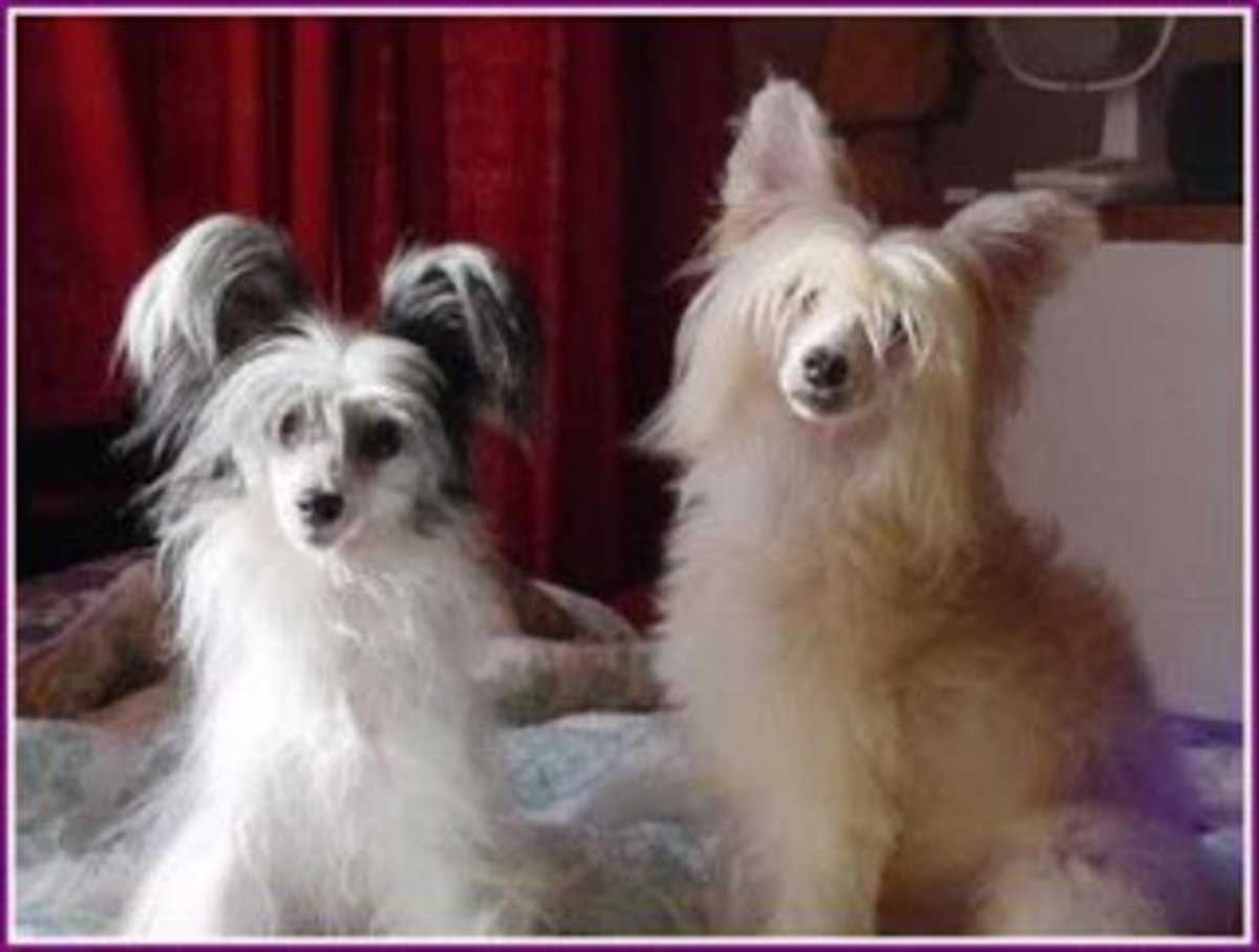 Chinese kitchen is the perfect place for chinese food, if you don't believe us, . Great Names for Your Chinese Crested Dog | hubpages
