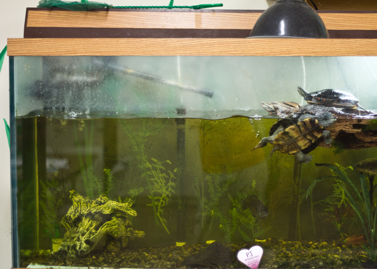 Similar to the pancake (featured below), this small tortoise only needs a 4 square feet tortoise table for their enclosure. 12 Reasons Not to Buy a Pet Turtle or Tortoise | PetHelpful