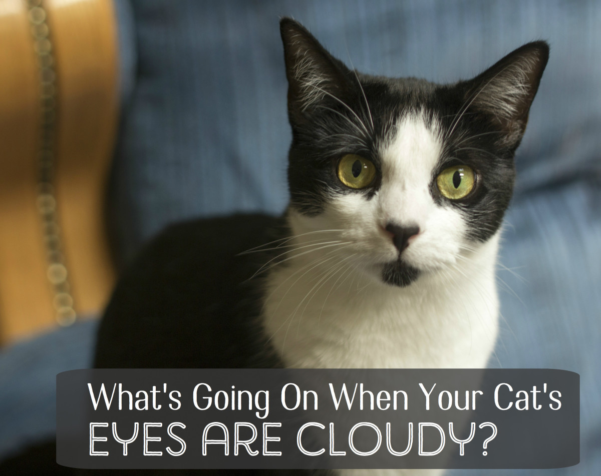While annoying, eye floaters — also simply called floaters — are very common and usually aren't cause for alarm. What Causes Cloudy Eyes in Cats? | PetHelpful