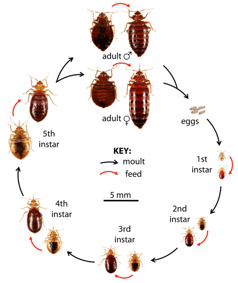 Below i've listed 99+ images/pictures of bed bugs, including baby bed bugs, nymphs, fertilized females, eggs, and adults. How to Get Rid of Bed Bugs: A Low-Cost DIY Extermination