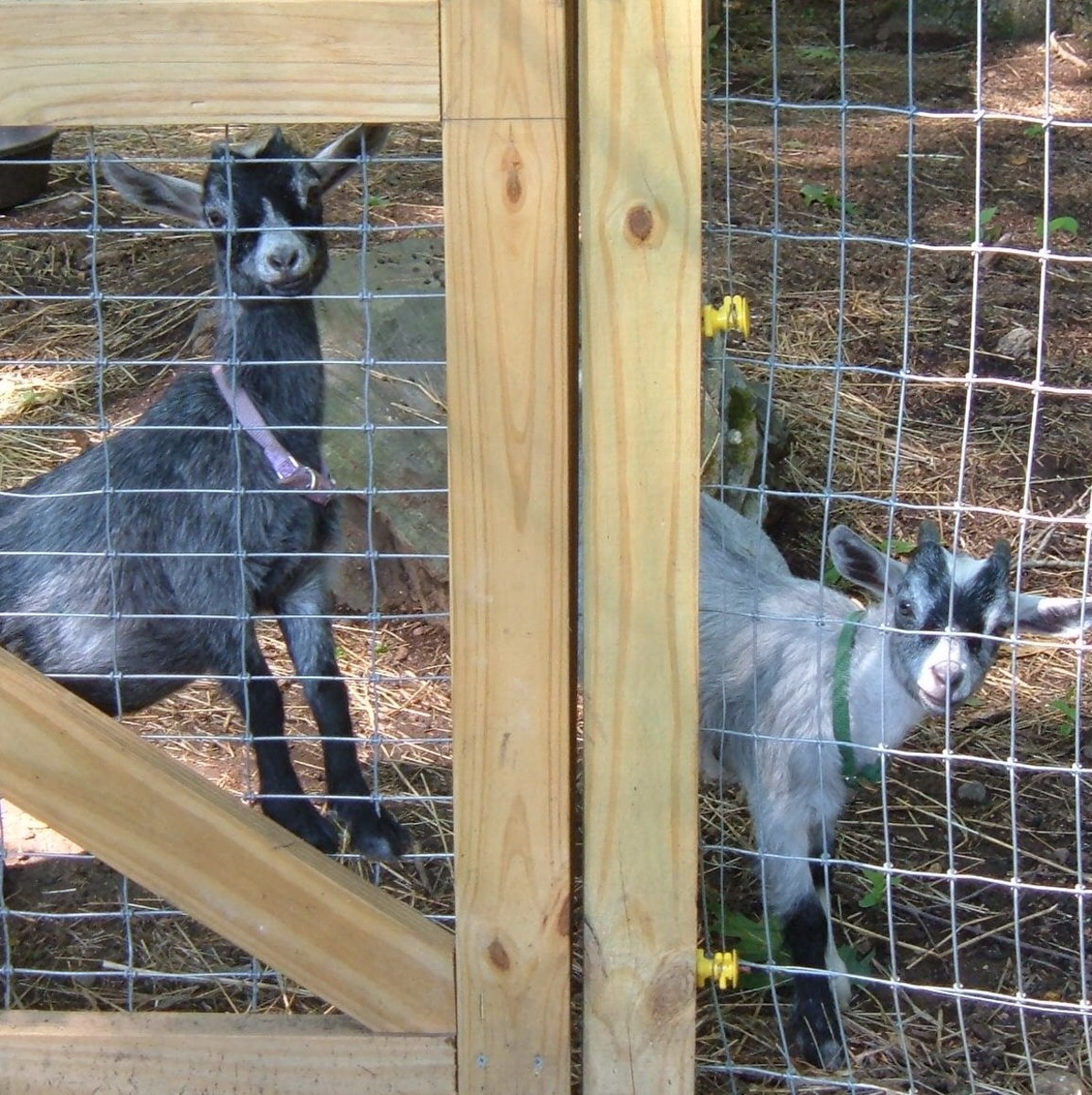 30.3.2021 · feed mature pigs a variety of wholesome grains. Pet Pygmy Goat Care and Building a Goat Pen | PetHelpful