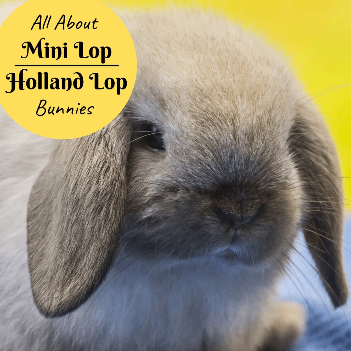 Holland lops don't need to be groomed often when they are not shedding, or molting. Bunny Breed and Size Guide: Mini Lop (Holland Lop) Rabbits