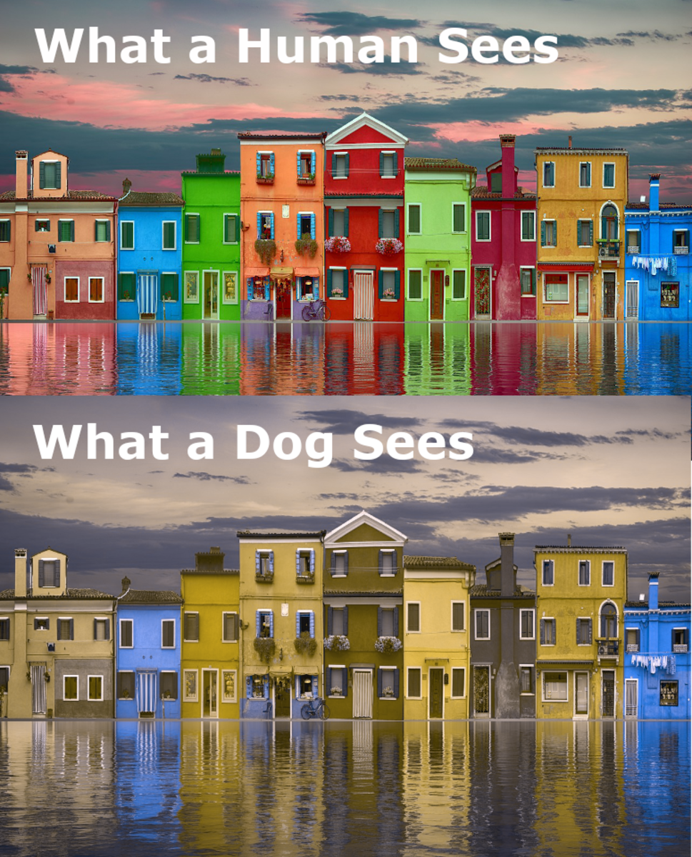 Finding the right dog can make a positive difference in a senior's life. Are Dogs Color Blind? | PetHelpful
