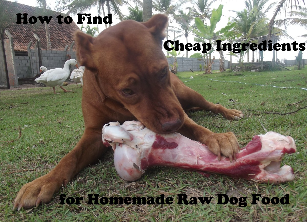 At ol' roy, we know that a happy, healthy dog starts from within. How to Find Inexpensive Ingredients to Make a Cheap, Homemade, Raw Dog Food Diet | PetHelpful