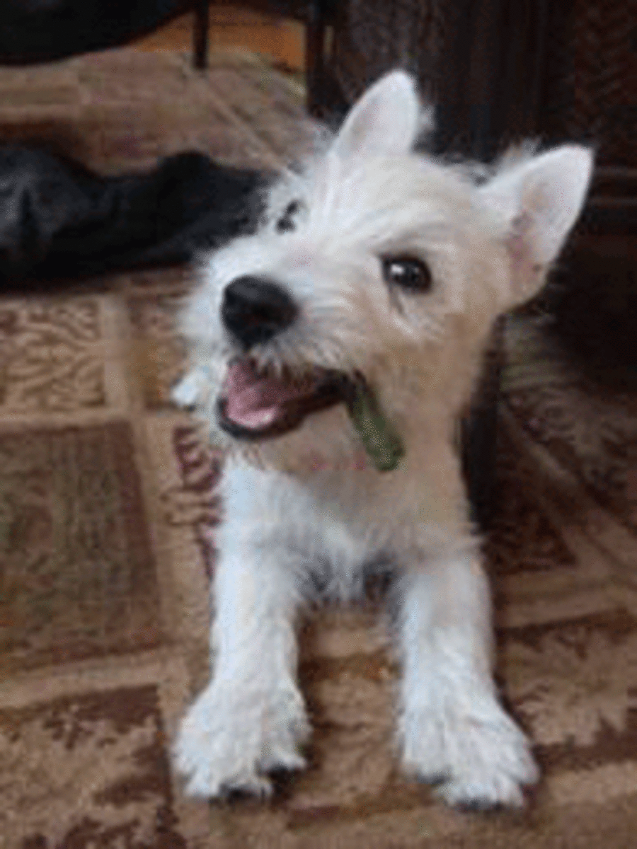 (period/full stop) to bring up the emoji/symbol menu. Should I give my dog a hair cut for the summer? Tiki the