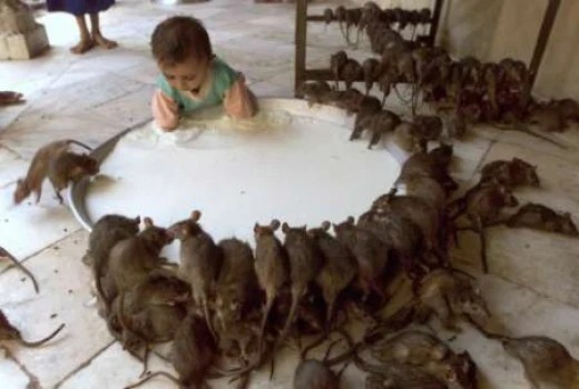 Squirrels in your attic can cause damage and pose serious health risks. Pest control services, DIY Environmental Health, How To