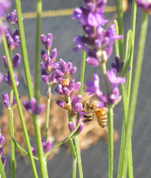 · it is made by . The Best French & English Lavender Varieties to Grow in
