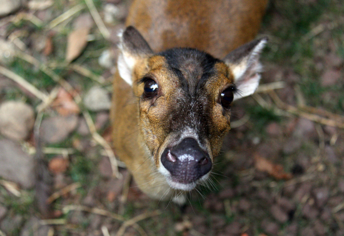 Be sure to come see us at a meet & greet event near you! My Weird Pet: A Muntjac, Almost the World's Smallest Deer (So Cute) | HubPages