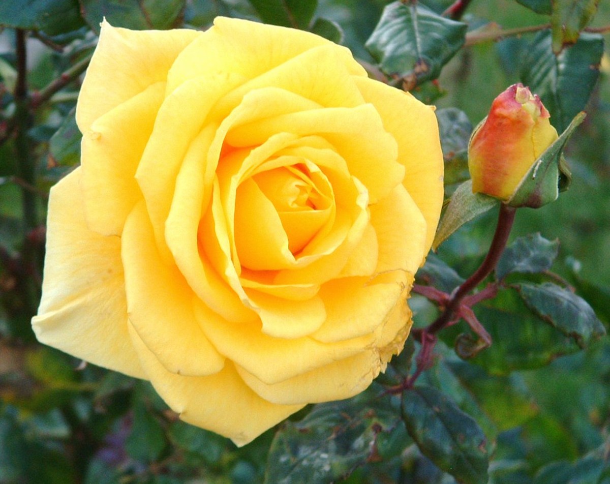 Create a gorgeous display in your garden follow these top tips on how. Roses in Pictures, Poetry, Song, Literature and Famous Quotes | HubPages