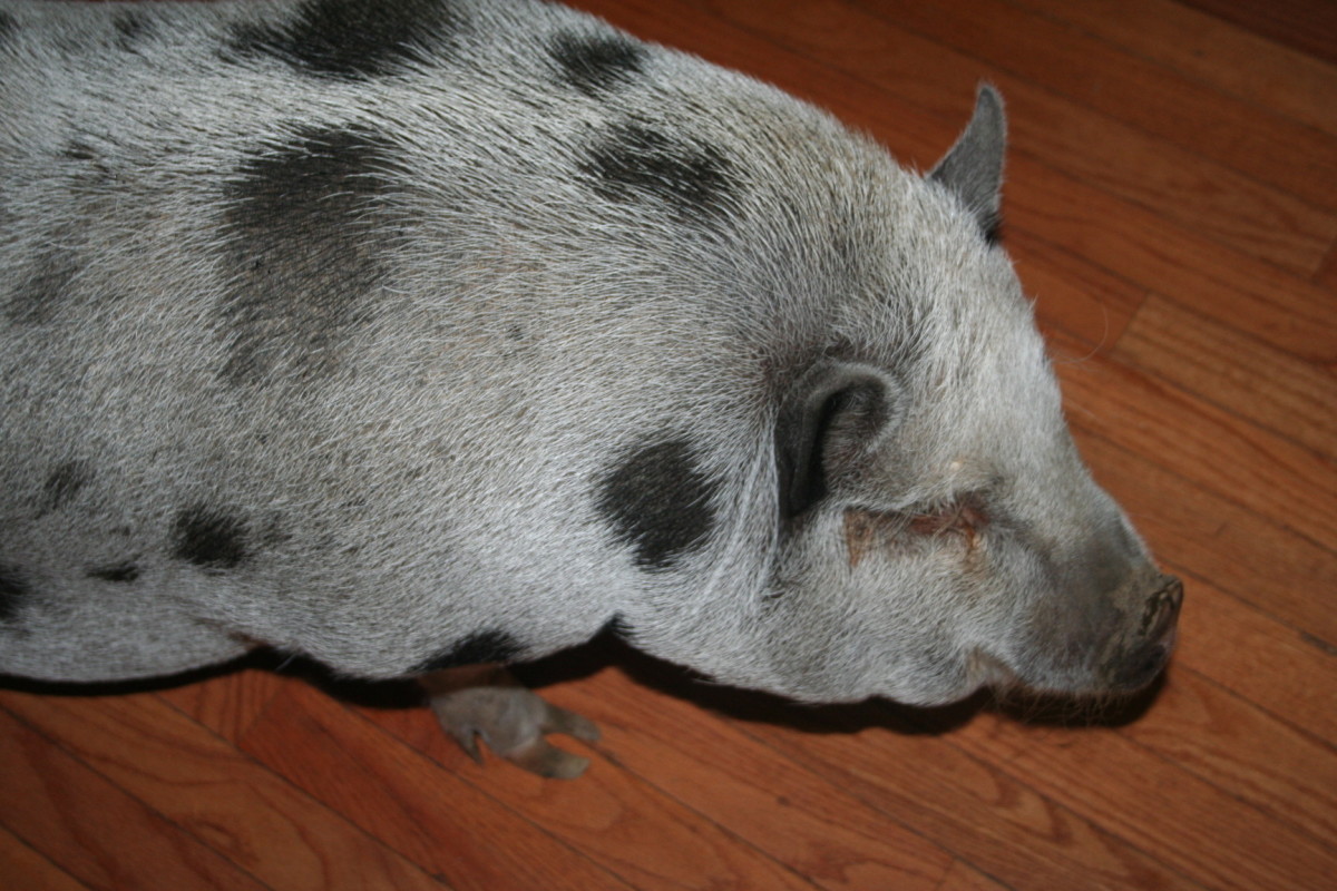 Potbelly pig (south boston ) pic hide this posting restore restore this posting. Adopting and Caring for a Domesticated Pot-Belly Pig! | PetHelpful