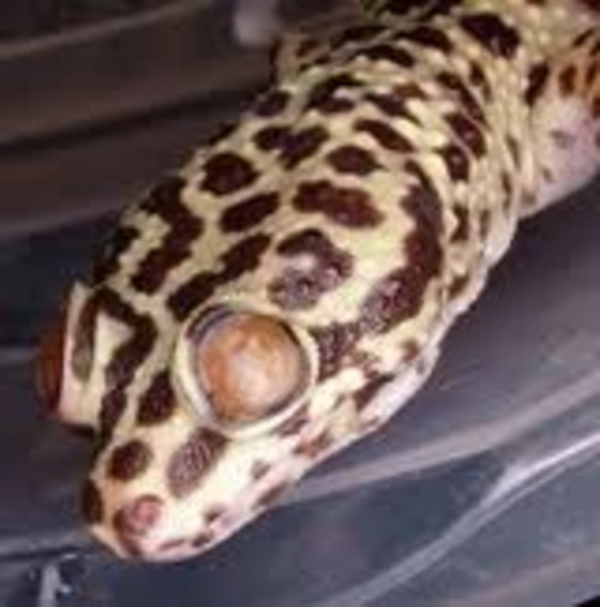 Although there are similarities in horizontal and vertical blinds, there are als. Leopard Gecko : Care Sheet & Helpful Information | HubPages